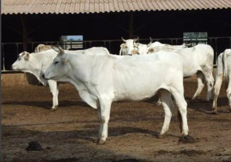 Agriturismo Il Marrugio