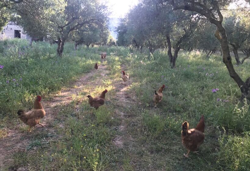 호텔 Vardis Olive Garden