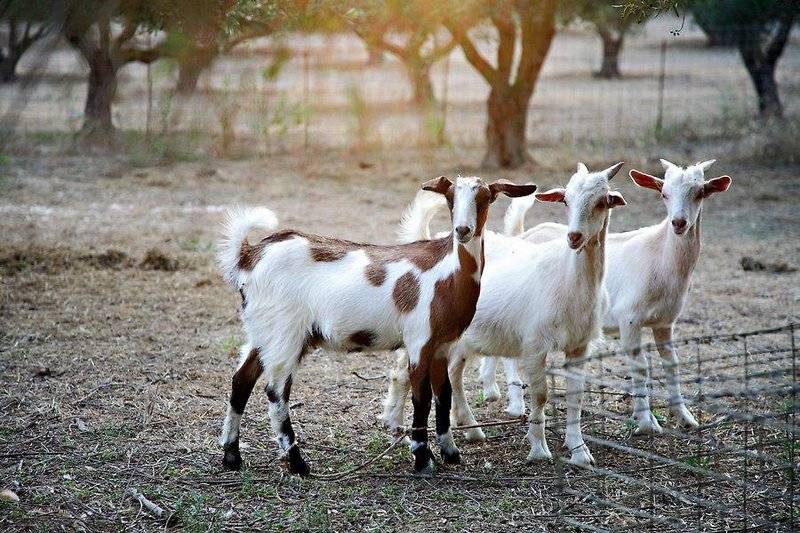 호텔 Vardis Olive Garden