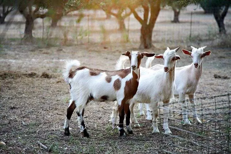 ホテル Vardis Olive Garden