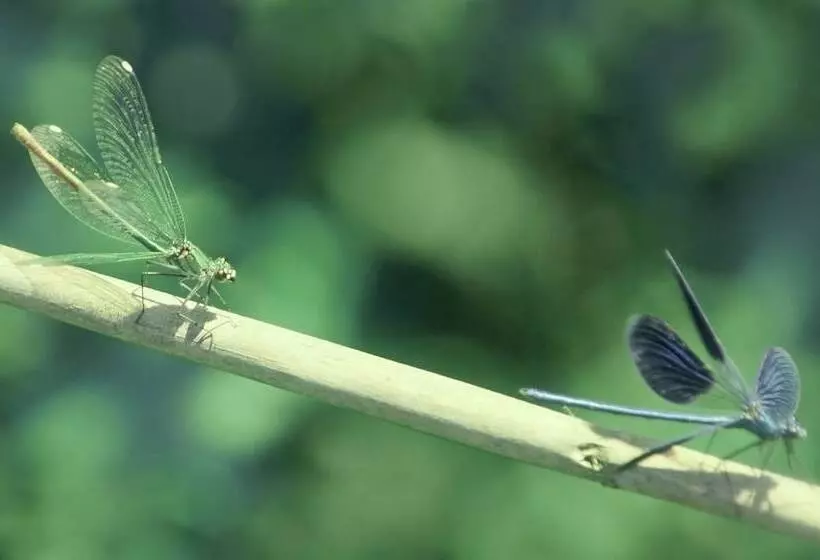 ホテル Vardis Olive Garden