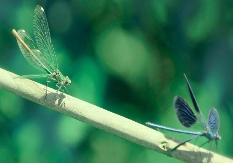 호텔 Vardis Olive Garden