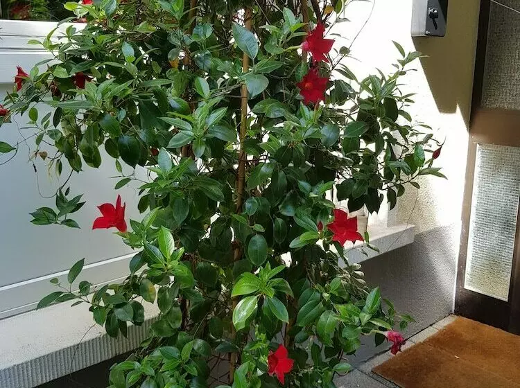 Hotelli Hôtel Restaurant Baumgartner