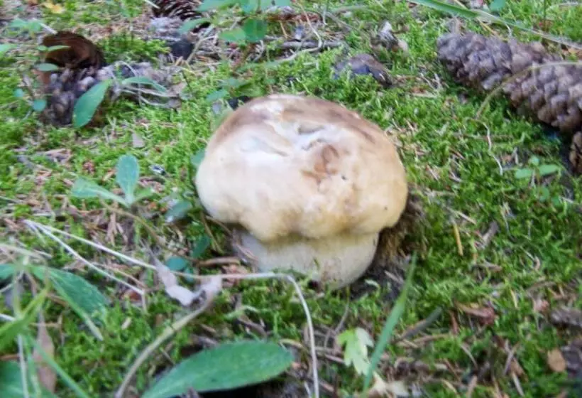 Hotel Albergo Sciatori