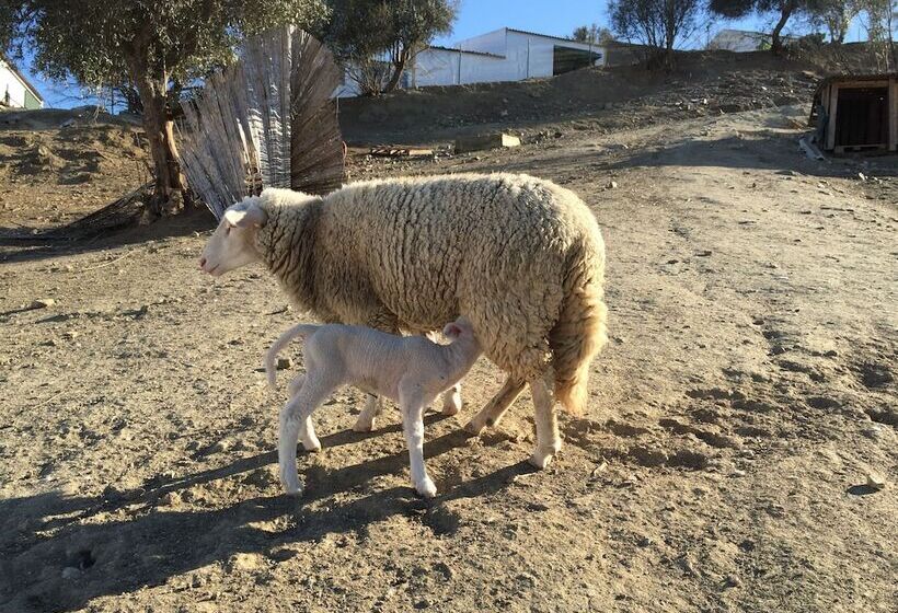 فندق O Gato & Spa