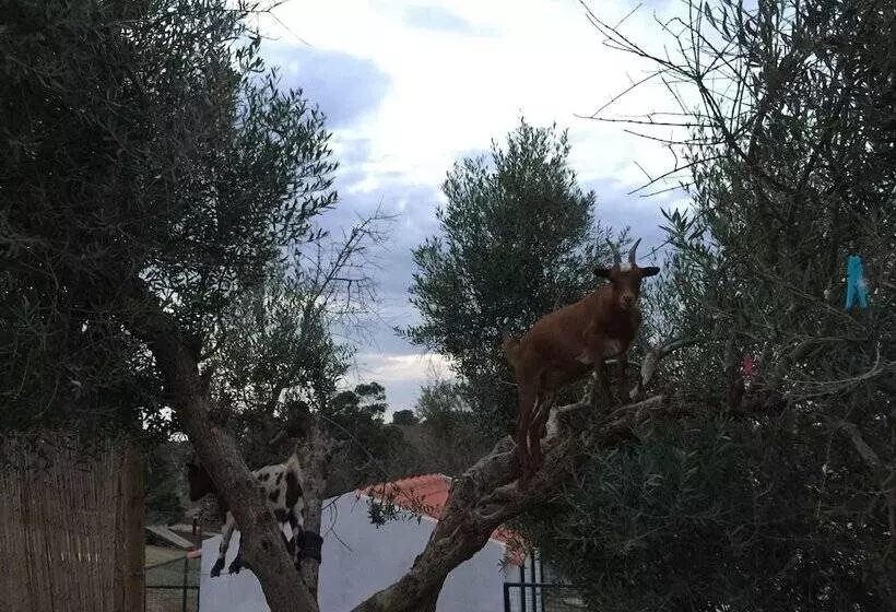 Отель O Gato & Spa