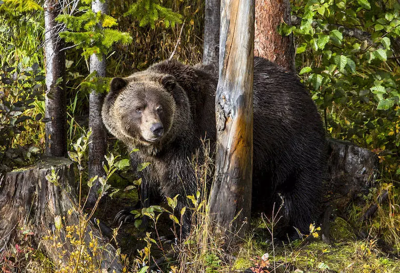 ホテル The Aspens At Kicking Horse