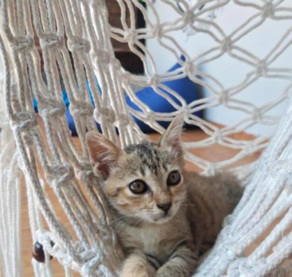 هاستل Js House View