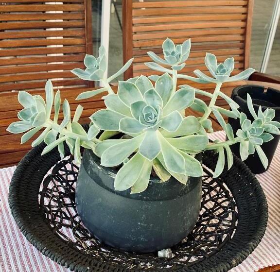 פנסיון Cottonwood Guesthouse Oasis