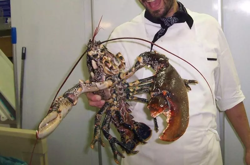 Hotelli Ristorante Ai Campi Di Marcello