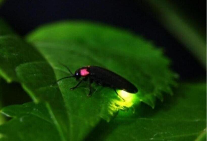 膳宿费 Tokinosumika Hotel Olive No Ki   Vacation Stay 83622