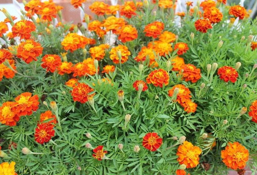 مبيت وإفطار Sunset House