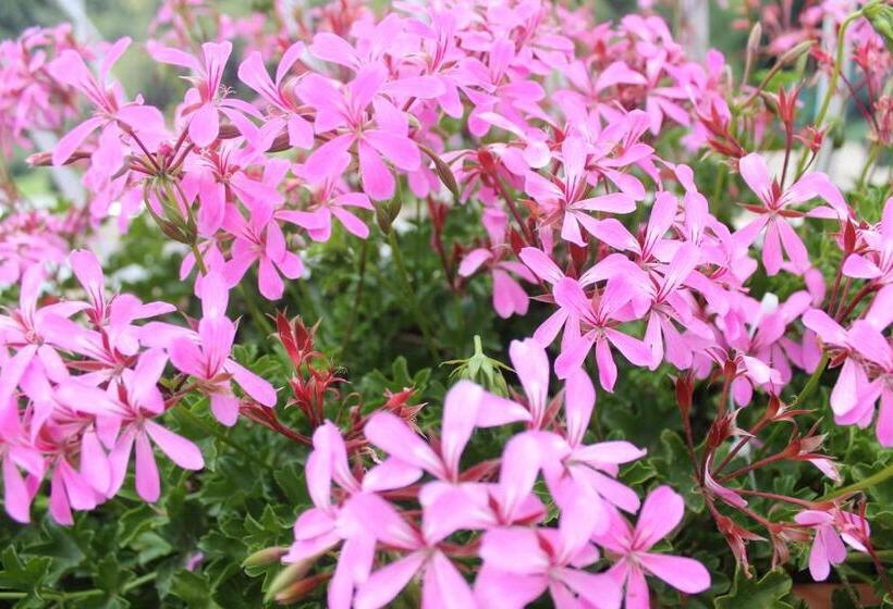 مبيت وإفطار Sunset House