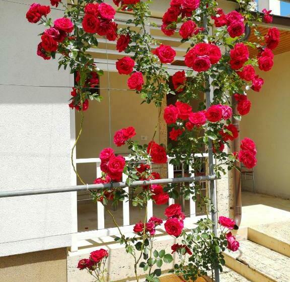 פנסיון Brize Guest House