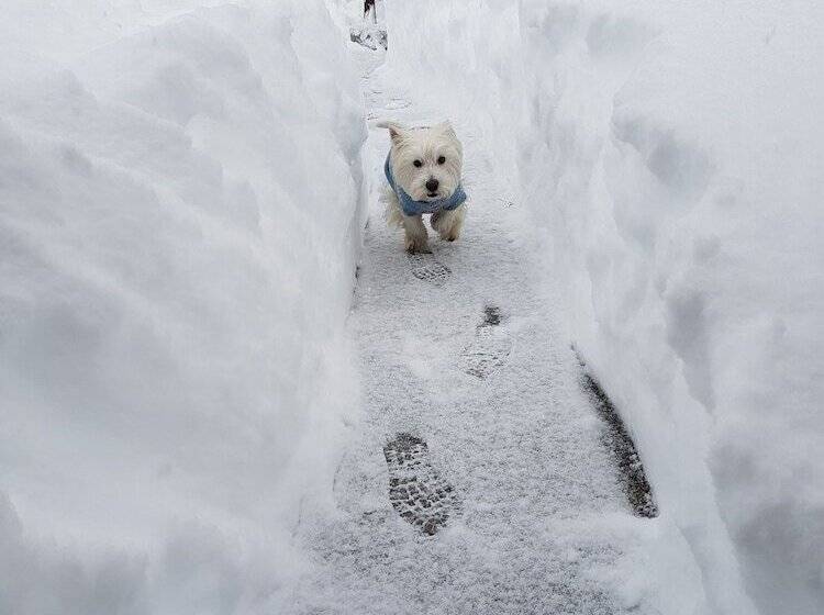 Hotelli Pinerose Resort