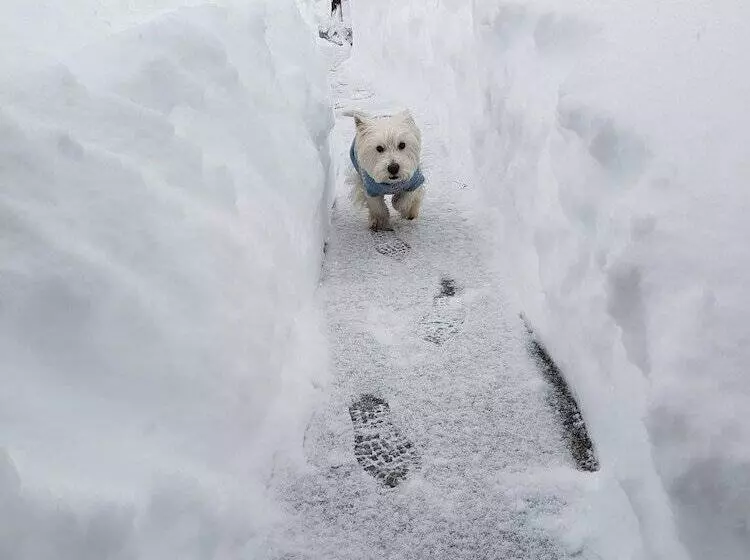 فندق Pinerose Resort