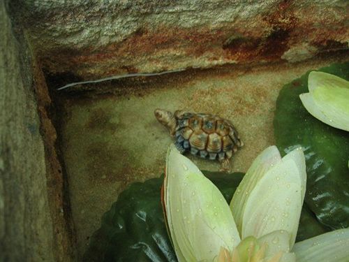 Hotel Gabriel Traditional House