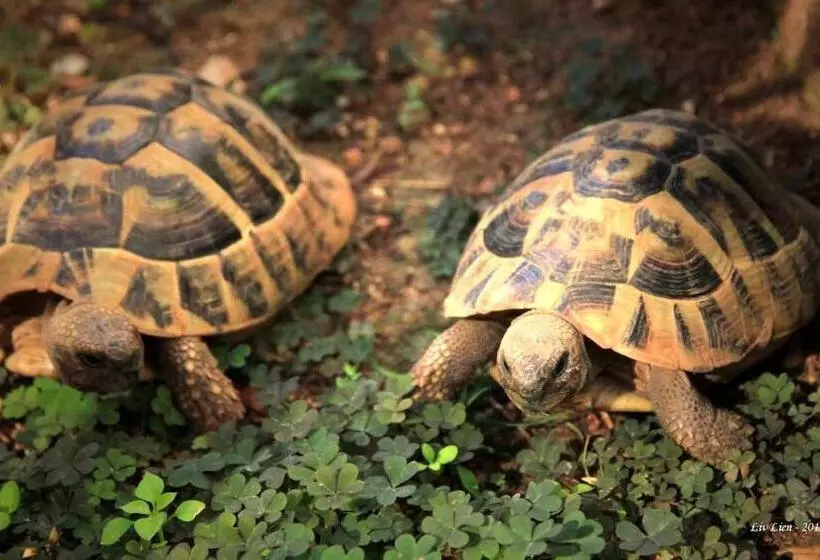 B&b Villa Velike Stine