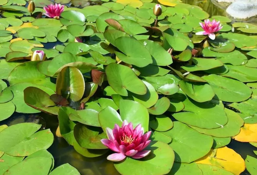 酒店 Restaurant Les Jardins D Epône