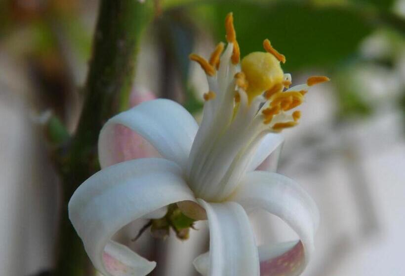 בית מלון כפרי Yria