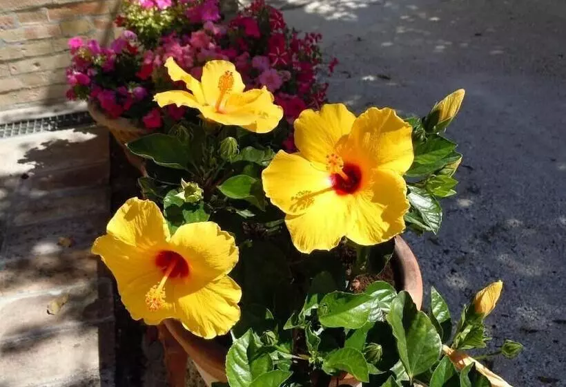 호텔 Agriturismo Il Borghetto