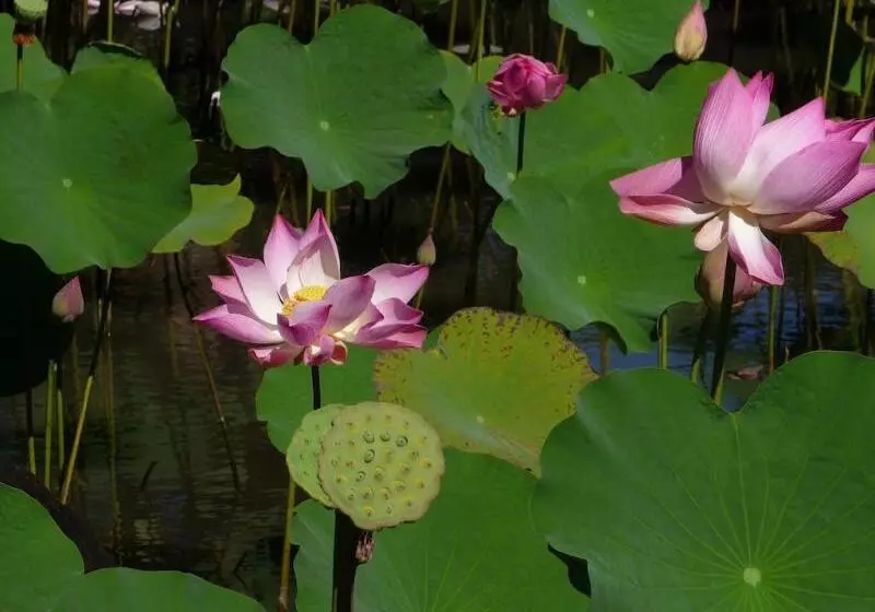 استراحتگاه Muri Beachcomber