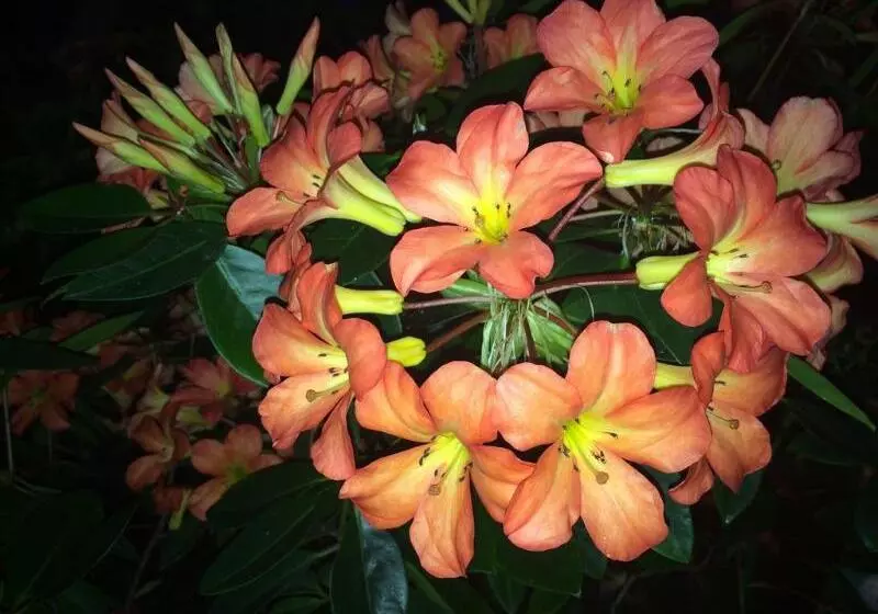 استراحتگاه Muri Beachcomber