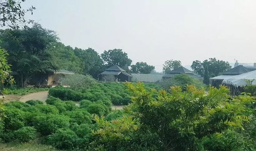 ホテル Orchard Tents & Tranquility  Glamping