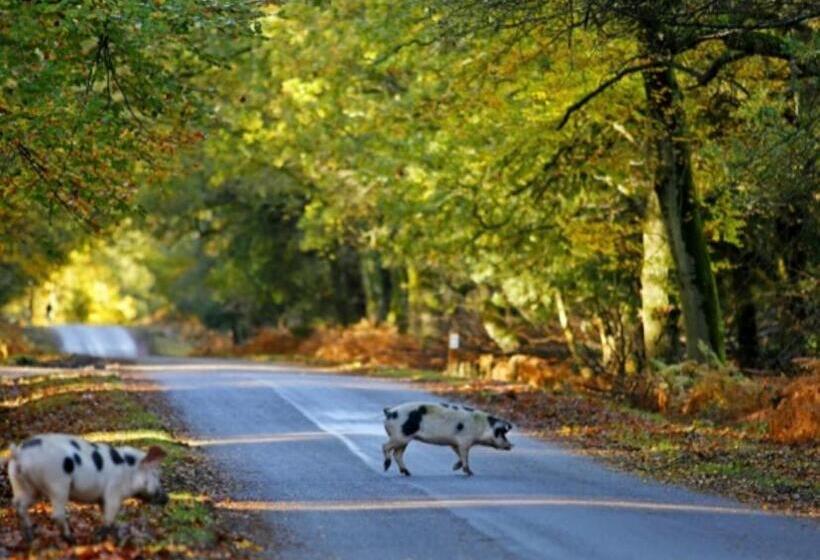 פנסיון The Nest