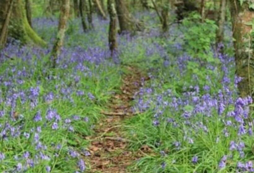 פנסיון The Nest