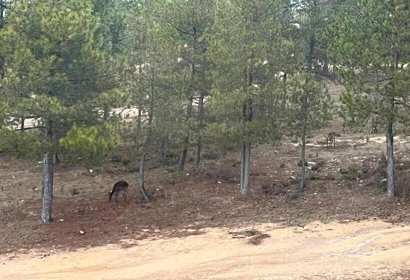 پانسیون Hostal Ciudad Encantada