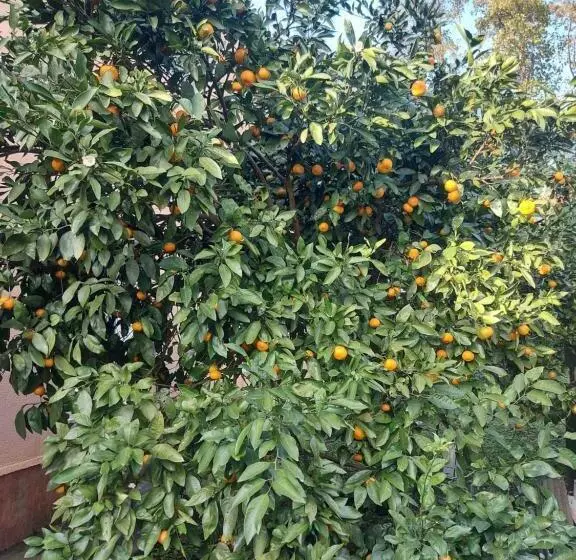 پانسیون California гонио