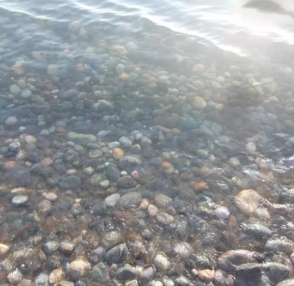 پانسیون California гонио