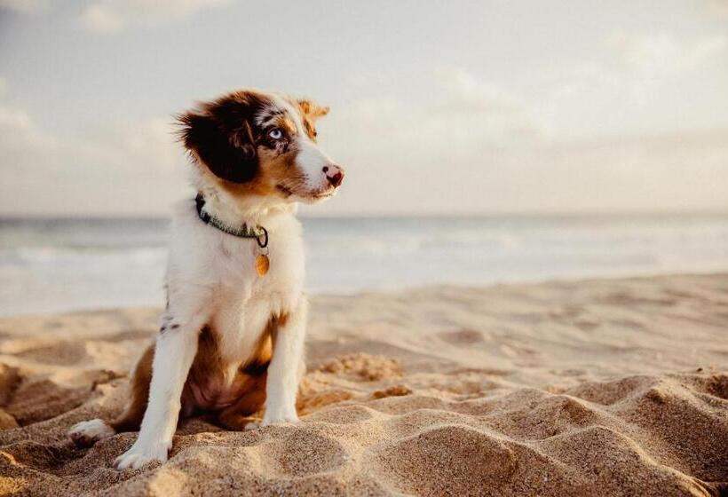 پانسیون Seaside 43