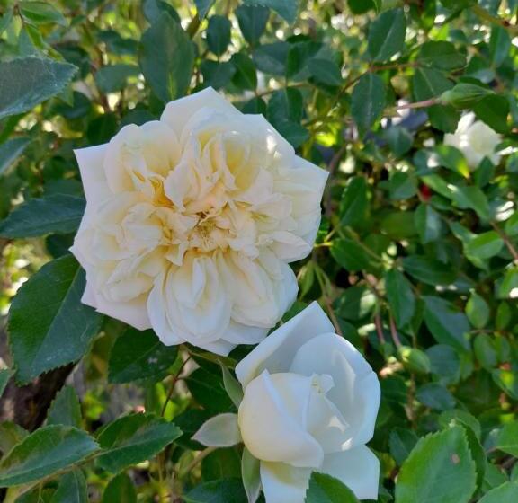 پانسیون La Terrazza Di Otto