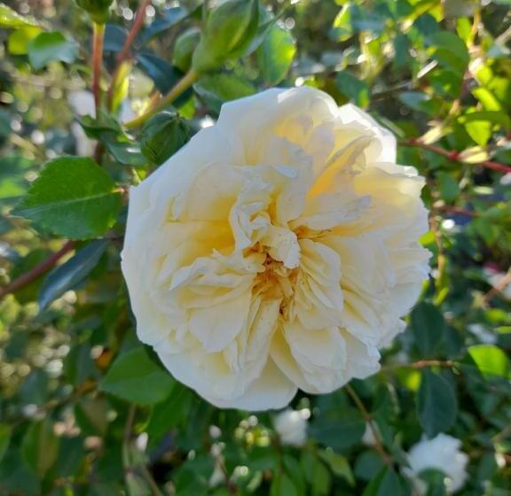 پانسیون La Terrazza Di Otto