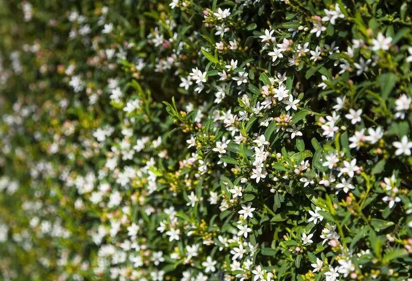 Park Avenue Forest Hill