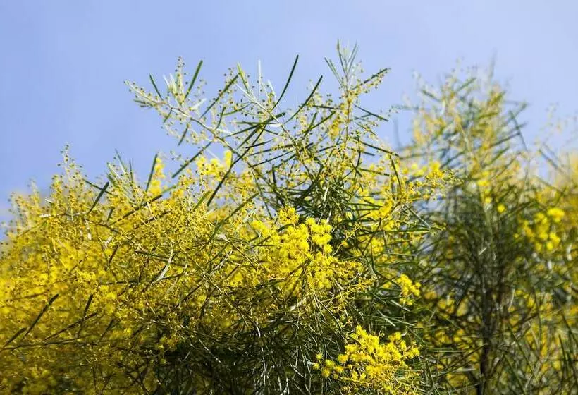 Park Avenue Forest Hill