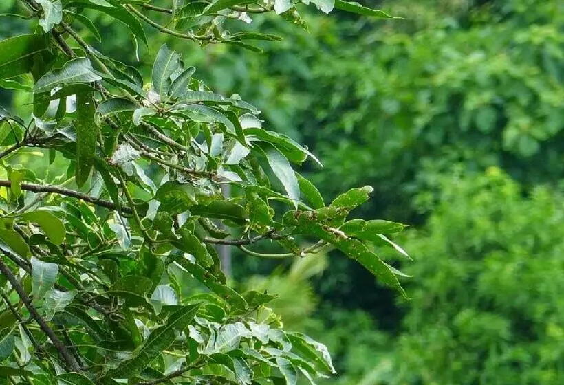 ベッドアンドブレックファースト Abinawa Hill