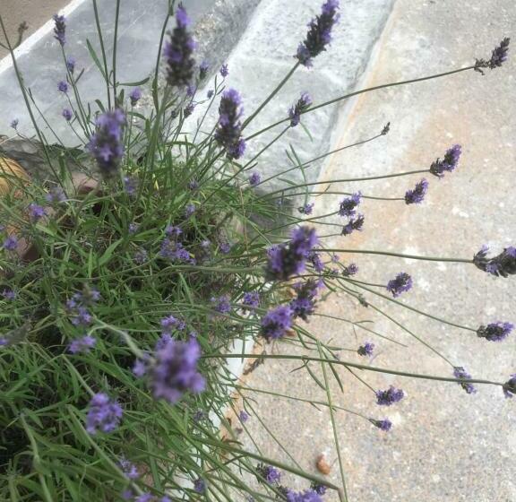 پانسیون The Little Room