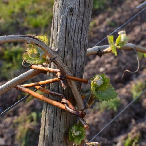 ペンション Weingut Erbes Henn