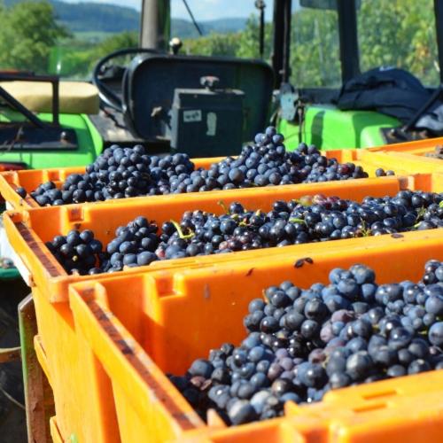 ペンション Weingut Erbes Henn