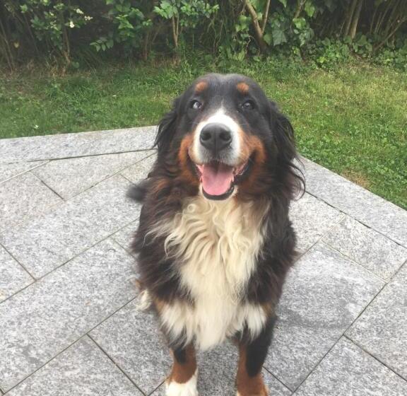 B&b Il Tempo Del Sogno Con Cani E Gatti Pet&breakfast