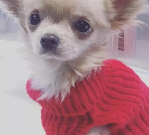 B&b Il Tempo Del Sogno Con Cani E Gatti Pet&breakfast