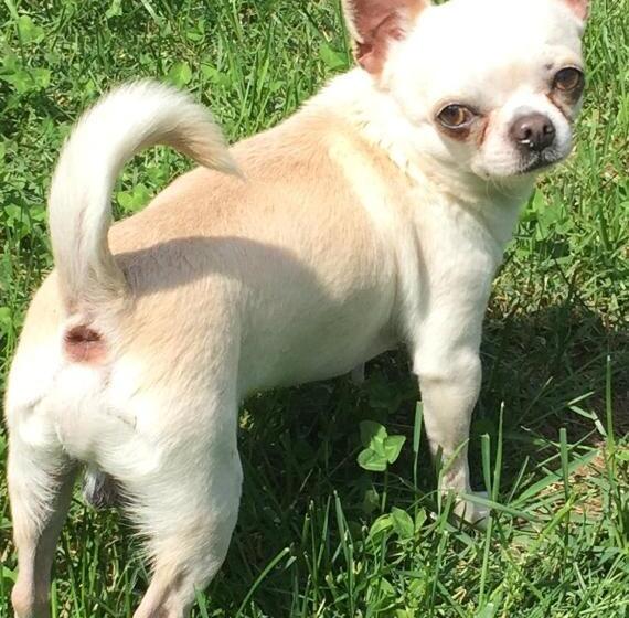 B&b Il Tempo Del Sogno Con Cani E Gatti Pet&breakfast