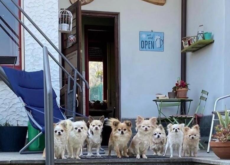 B&b Il Tempo Del Sogno Con Cani E Gatti Pet&breakfast