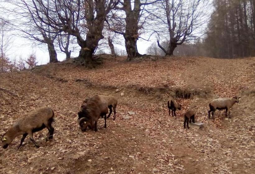 リゾートホテル Pastravaria Romani