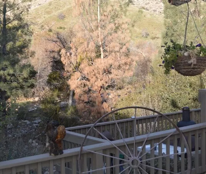 Motelli Sequoia Lodge