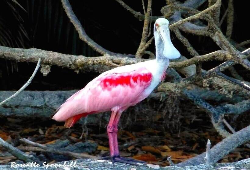 호텔 Lagunavista Villas