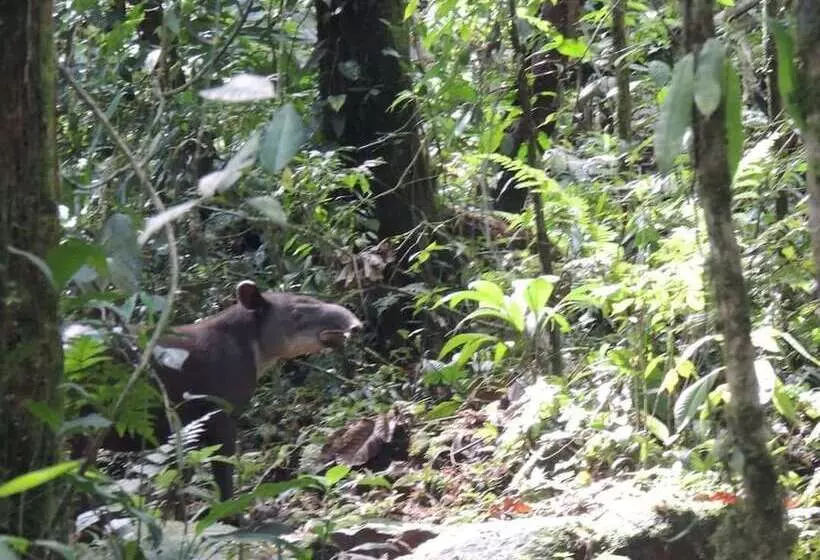 Hotelli Posada Río Celeste La Amistad